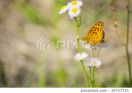 Zuma giuna Zuma giuna 30757535