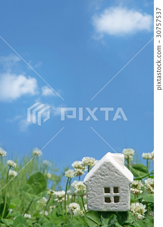 白宮三葉草花 白宮三葉草花 30757537