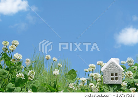 白宮三葉草花 30757538