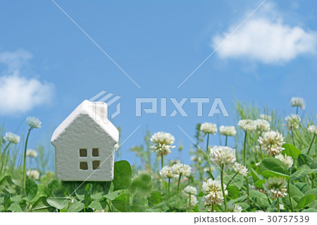 白宮三葉草花 白宮三葉草花 30757539