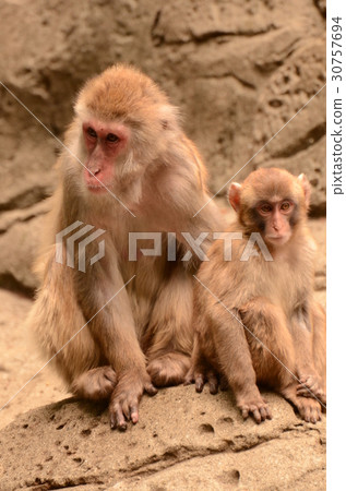 Japanese macaque 92 30757694