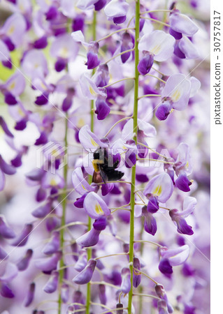 Wisteria flower Fujiyama Shrine 5 Wisteria flower Fujiyama Shrine 5 30757817