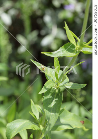 Spider and St. Lansus snow cloud leaves 30758018