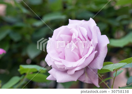 玫瑰 玫瑰 30758138