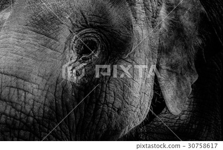 Elephant closeup portrait of eye and face 30758617