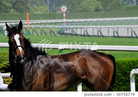 Winning horse 30758779