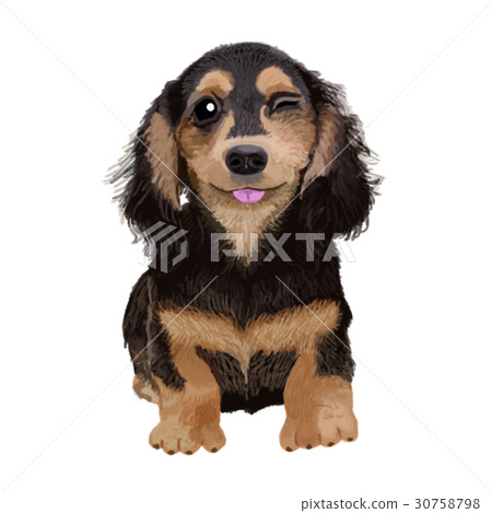 Dachshund Black Wink 30758798