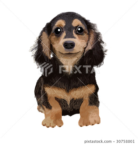 Dachshund Black smile 30758801