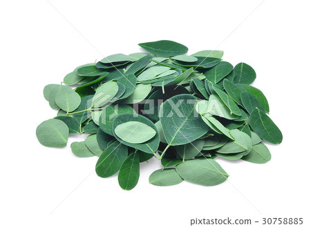 pile of fresh moringa leaves isolated on white pile of fresh moringa leaves isolated on white 30758885