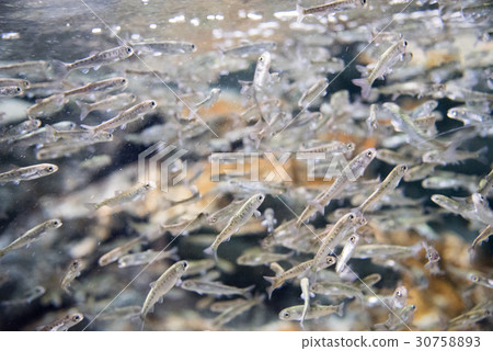 Salmon fry Salmon fry 30758893