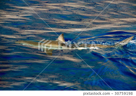 Great White shark ready to attack 30759198