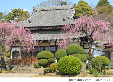 Tanaka Yanaka: Maeunji Main Hall 30759274