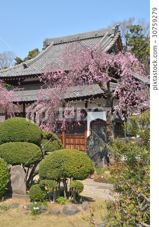 Tanaka Yanaka: Maeunji Main Hall 30759279