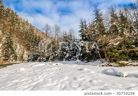spruce forest on snowy meadow in mountains spruce forest on snowy meadow in mountains 30759288
