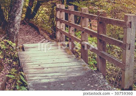 Walkway path on Nyoho Mt. with Japanese Maple leaf 30759360