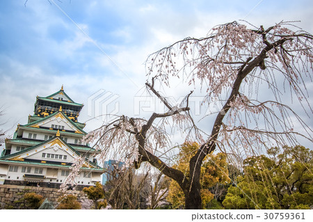 Osaka Castle and sakura blossom in osaka, Japan. Osaka Castle and sakura blossom in osaka, Japan. 30759361