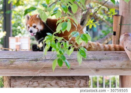 Lesser panda 30759505