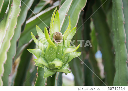 dragon Fruit on the tree after rain in garden 30759514