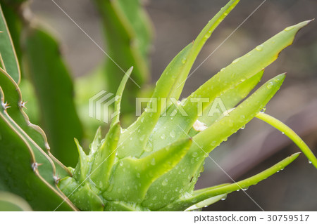 dragon Fruit on the tree after rain in garden 30759517