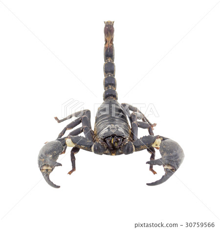 Scorpion isolated on white background Scorpion isolated on white background 30759566