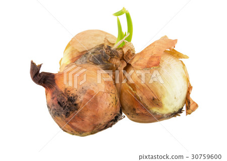 rotten onion isolated on white background 30759600