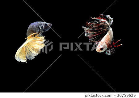 siamese fighting fish isolated on black background siamese fighting fish isolated on black background 30759629