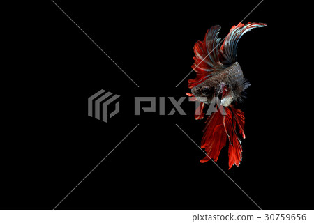 siamese fighting fish isolated on black background siamese fighting fish isolated on black background 30759656