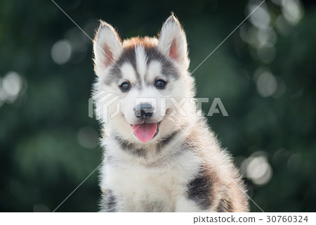 siberian husky puppy with bokeh sunlight background siberian husky puppy with bokeh sunlight background 30760324