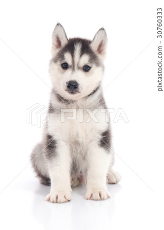 siberian husky puppy sitting on white background 30760333