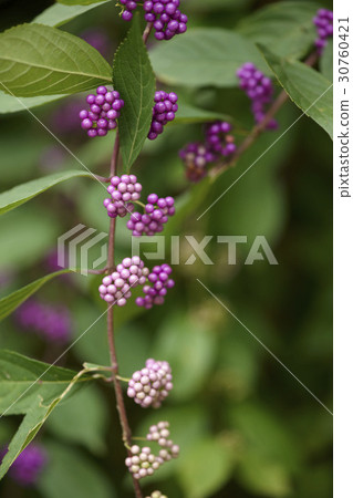 A little harpoon tree A little harpoon tree 30760421