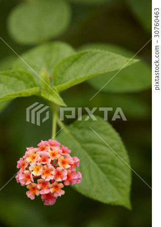 Lantana 30760463