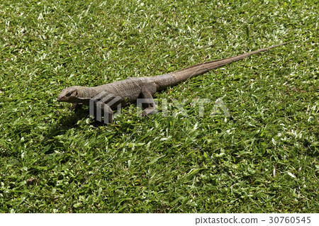 King Lizard, Club Med, Cherating, Malaysia 30760545