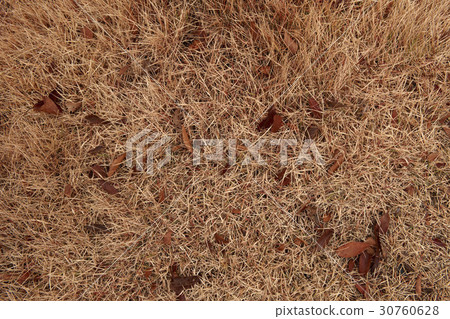 Leaves Leaves 30760628