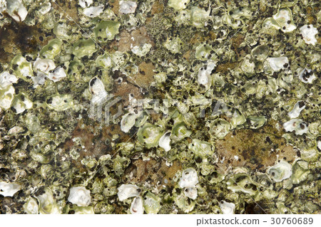 oyster oyster 30760689