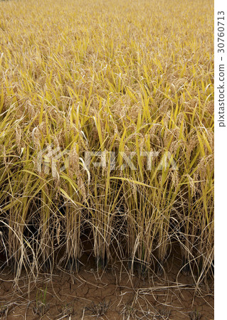 rice plant rice plant 30760713