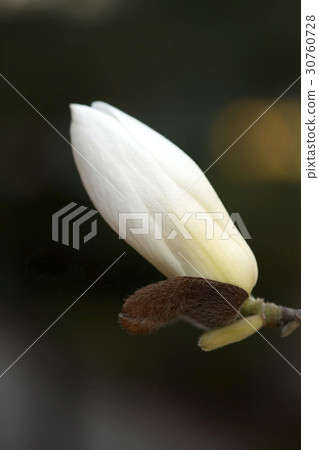 magnolia magnolia 30760728