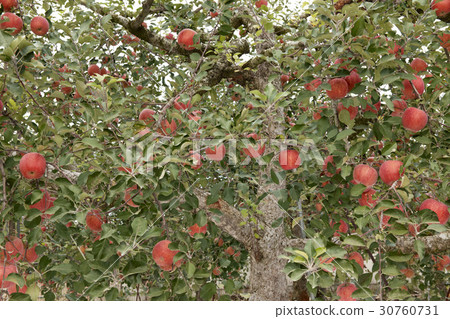 Apple 30760731