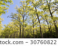 Forest 30760822
