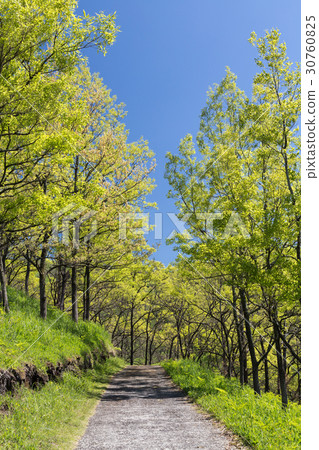 Forest 30760825