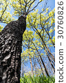 Forest 30760826