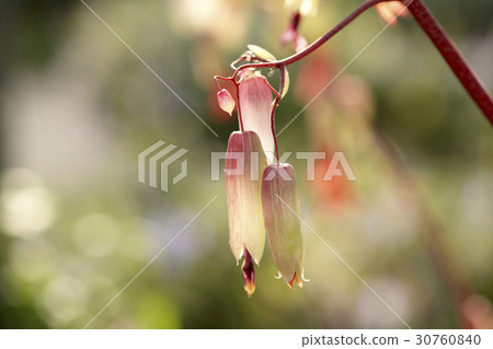 Aloe Vera Aloe Vera 30760840