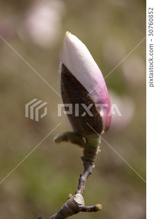 Slaughterhouse Slaughterhouse 30760852