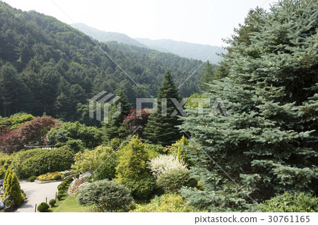Morning Calm Arboretum, Gapyeong-gun, Gyeonggi-do Morning Calm Arboretum, Gapyeong-gun, Gyeonggi-do 30761165
