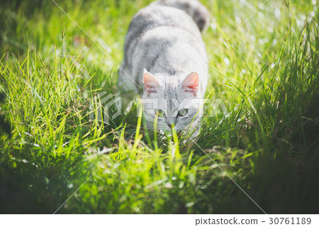American Short Hair cat playing on green grass American Short Hair cat playing on green grass 30761189