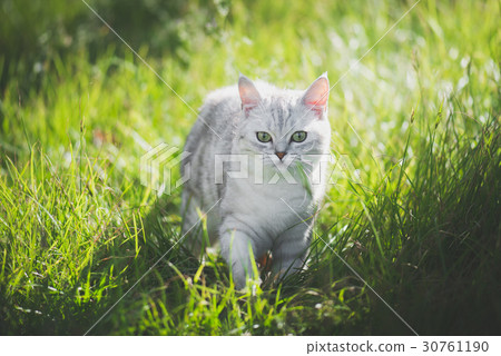 American Short Hair cat playing on green grass American Short Hair cat playing on green grass 30761190