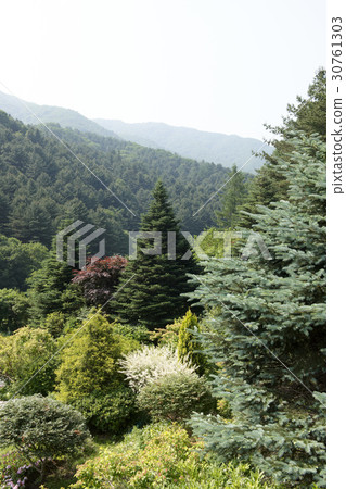 Morning Calm Arboretum, Gapyeong-gun, Gyeonggi-do Morning Calm Arboretum, Gapyeong-gun, Gyeonggi-do 30761303
