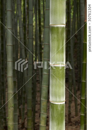 bamboo 30761304