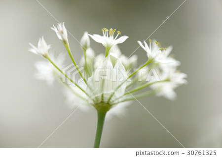 花 30761325