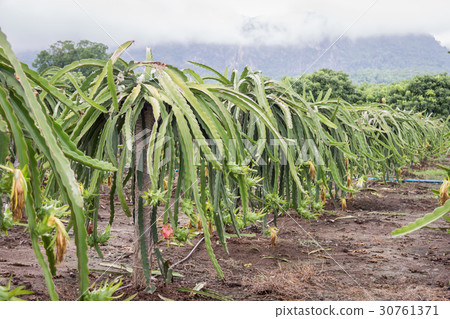 dragon Fruit on the tree after rain in garden 30761371