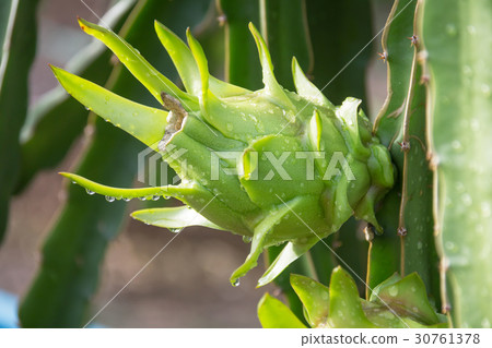 dragon Fruit on the tree after rain in garden 30761378